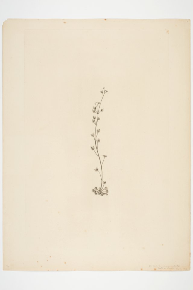 Drosera peltata (48752162773)