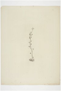 Drosera peltata (48752162773)
