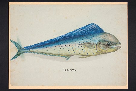 Dolphin -Dolphinfish, Coryphaena hippurus- (48752142968)