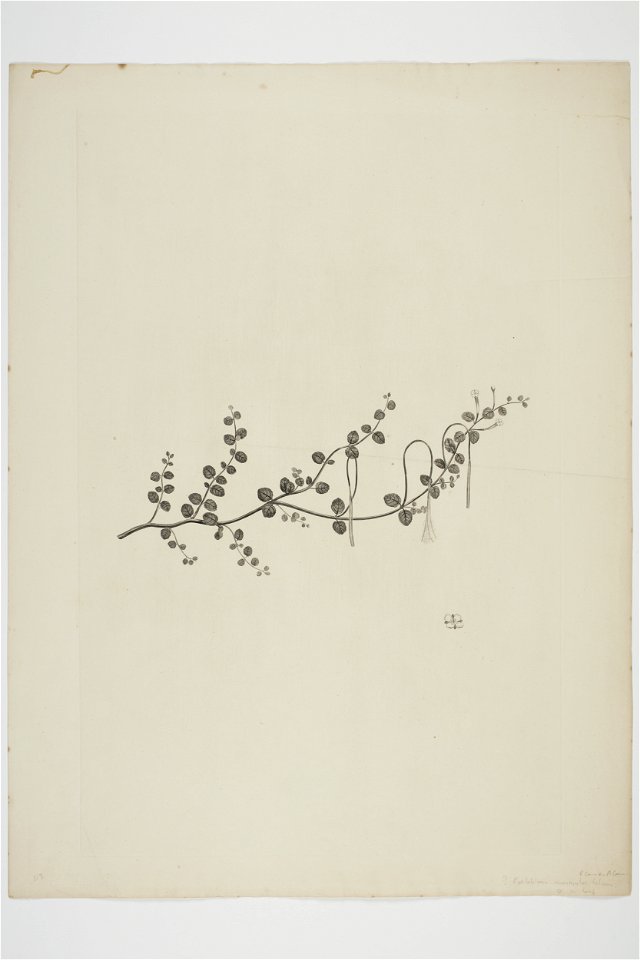 Epilobium nummulariifolium (48752952303)