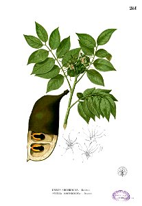 Afzelia rhomboidea Blanco2.281