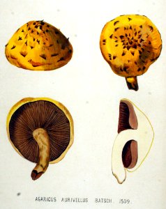 Agaricus aurivellus — Flora Batava — Volume v19