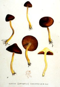 Agaricus cinnamomeus — Flora Batava — Volume v19