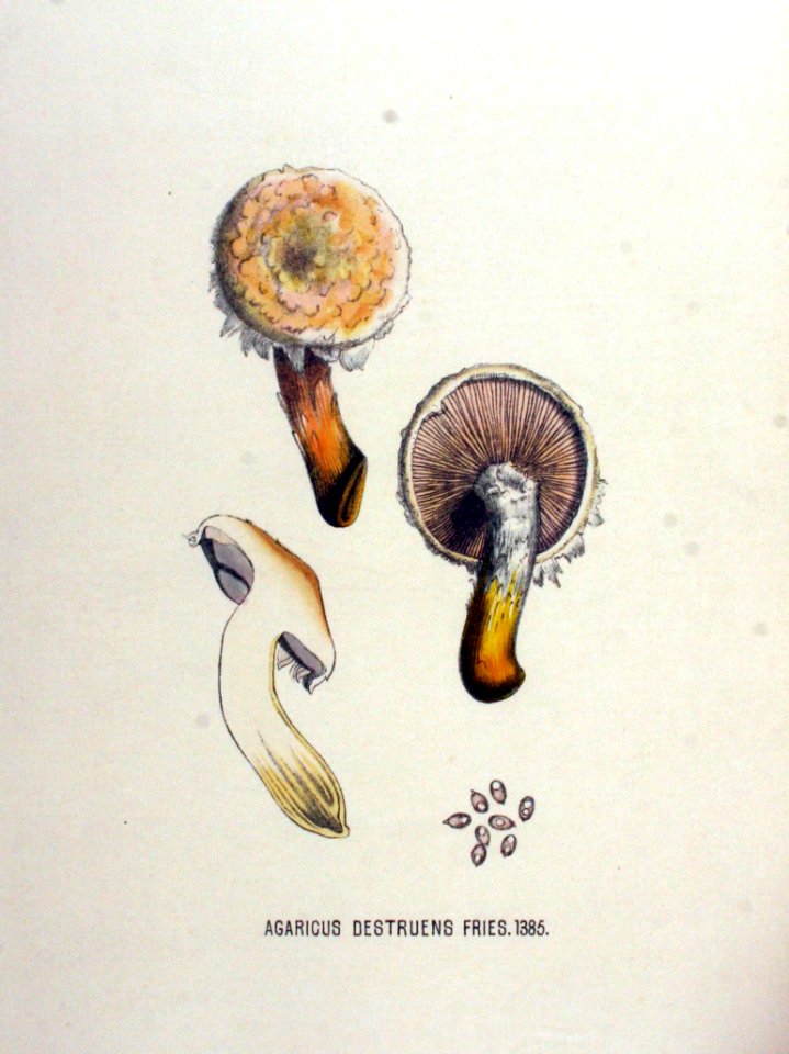 Agaricus destruens — Flora Batava — Volume v18