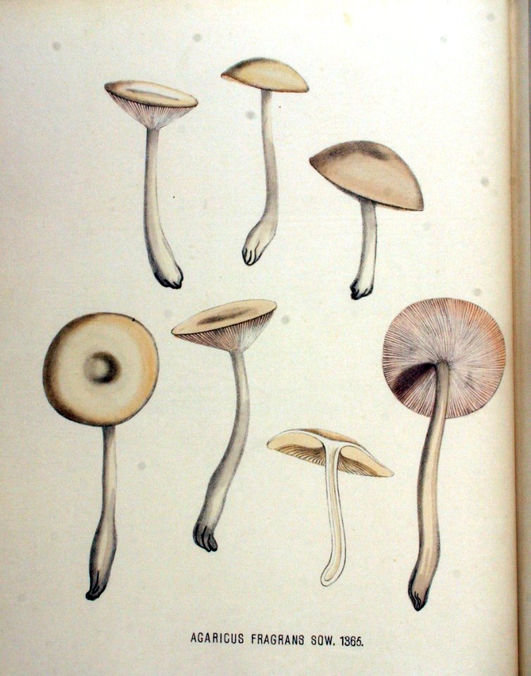 Agaricus fragrans — Flora Batava — Volume v18