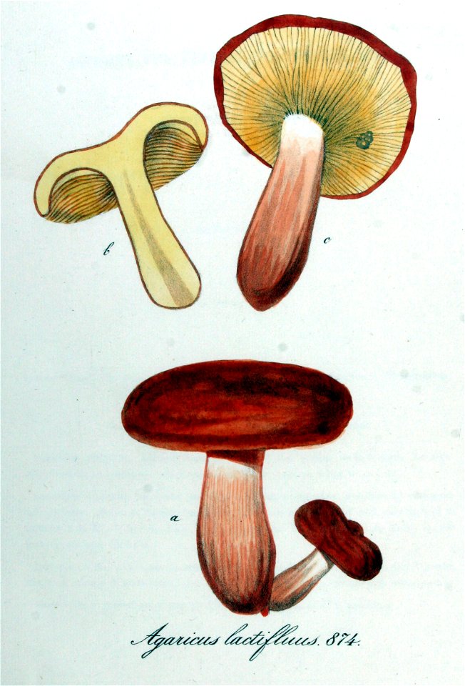 Agaricus lactifluus — Flora Batava — Volume v11