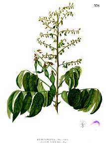 Aganope thyrsiflora Blanco2.336
