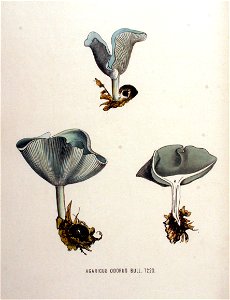 Agaricus odorus — Flora Batava — Volume v16