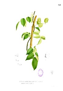 Aganope thyrsiflora Blanco1.161
