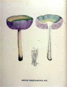 Agaricus rhodopolius — Flora Batava — Volume v18