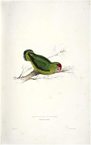 Agapornis taranta -Psittacula taranta Abyssinian parrakeet -by Edward Lear 1812-1888