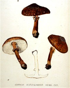 Agaricus acutesquamosus — Flora Batava — Volume v20