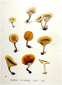 Agaricus splendens — Flora Batava — Volume v19. Free illustration for personal and commercial use.