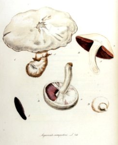 Agaricus campestris — Flora Batava — Volume v10