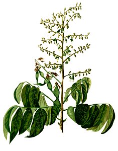 Aganope thyrsiflora Blanco2.336-cropped