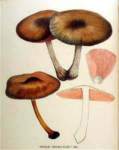 Agaricus cervinus — Flora Batava — Volume v18