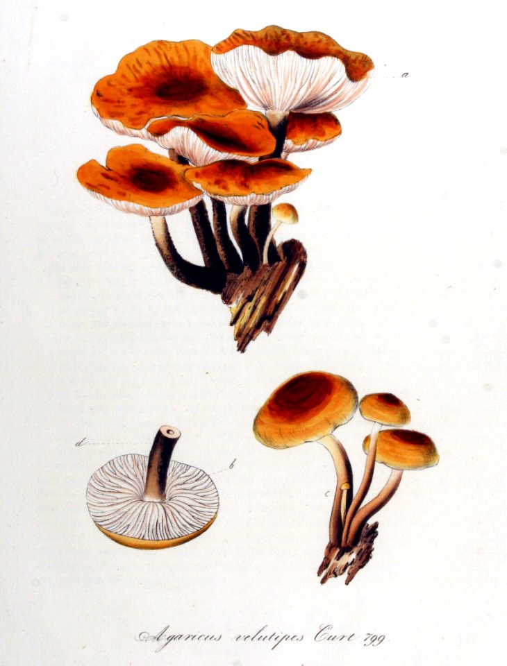 Agaricus velutipes — Flora Batava — Volume v10