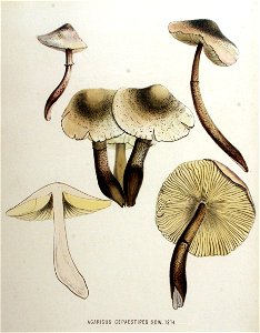 Agaricus cepaestipes — Flora Batava — Volume v16
