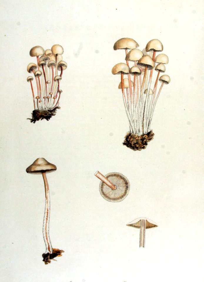Agaricus confluens — Flora Batava — Volume v14