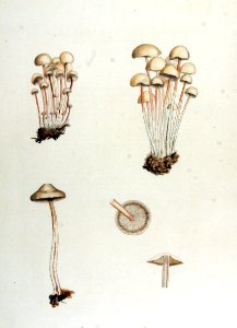 Agaricus confluens — Flora Batava — Volume v14