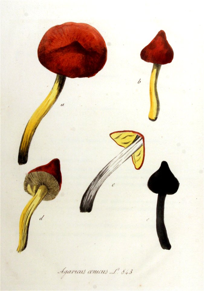 Agaricus dentatus — Flora Batava — Volume v11