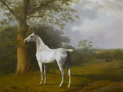 White Horse in Pasture. Free illustration for personal and commercial use.