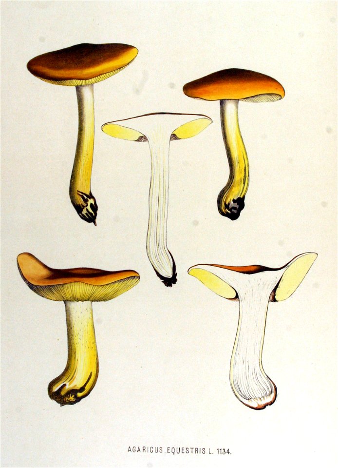 Agaricus equestris — Flora Batava — Volume v15