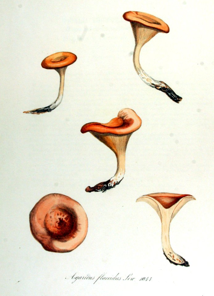 Agaricus flaccidus — Flora Batava — Volume v14