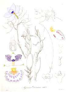 Aganisia fimbriata (as Aganisia oliveriana) - Xenia 3 pl 223. Free illustration for personal and commercial use.