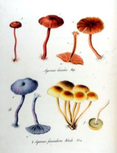 Agaricus fascicularis — Flora Batava — Volume v11