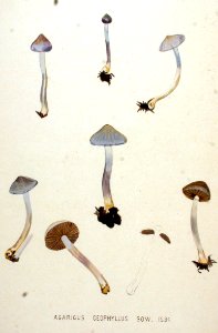 Agaricus geophyllus — Flora Batava — Volume v20
