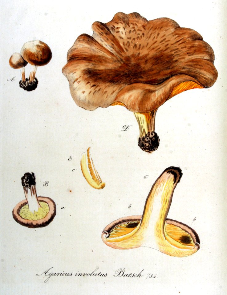 Agaricus involutus — Flora Batava — Volume v10