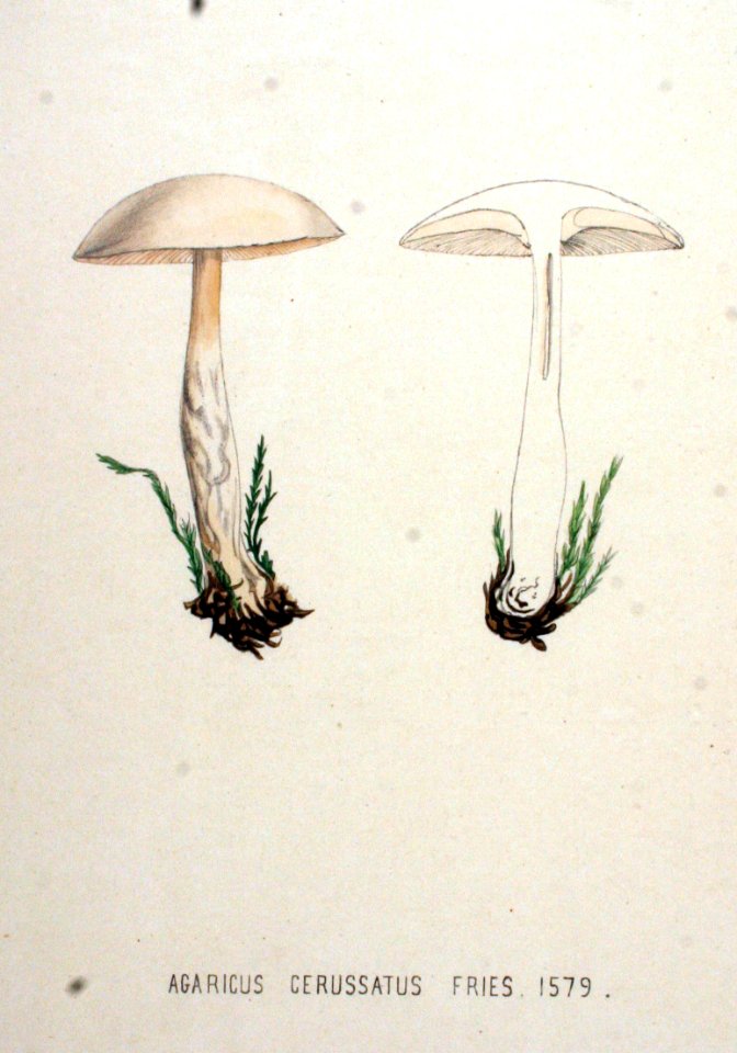 Agaricus cerussatus — Flora Batava — Volume v20