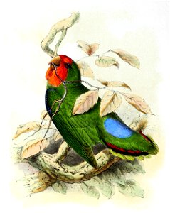 Agapornis pullarius 1869