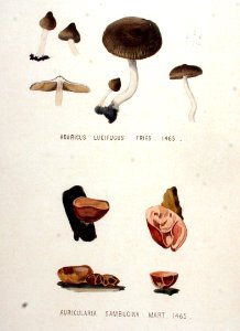 Agaricus lucifugus — Flora Batava — Volume v19. Free illustration for personal and commercial use.