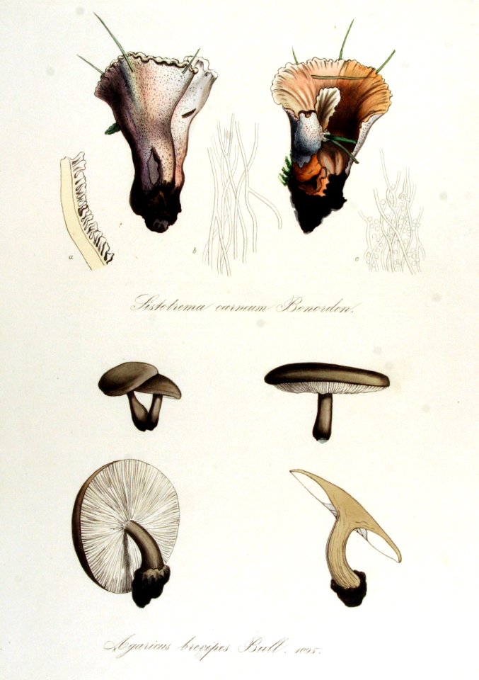 Agaricus brevipes — Flora Batava — Volume v14