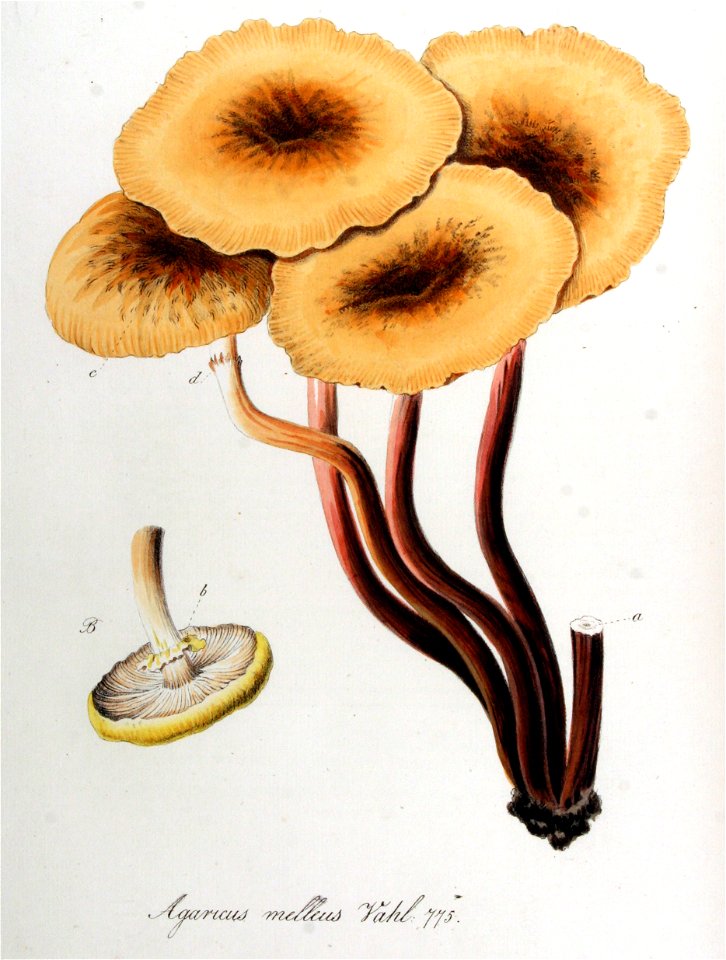 Agaricus melleus — Flora Batava — Volume v10