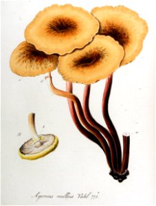 Agaricus melleus — Flora Batava — Volume v10. Free illustration for personal and commercial use.