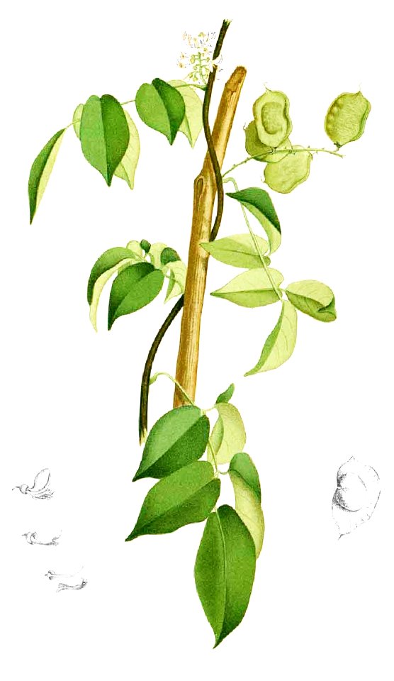 Aganope thyrsiflora Blanco1.161-cropped