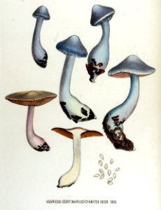Agaricus cortinarius — Flora Batava — Volume v17