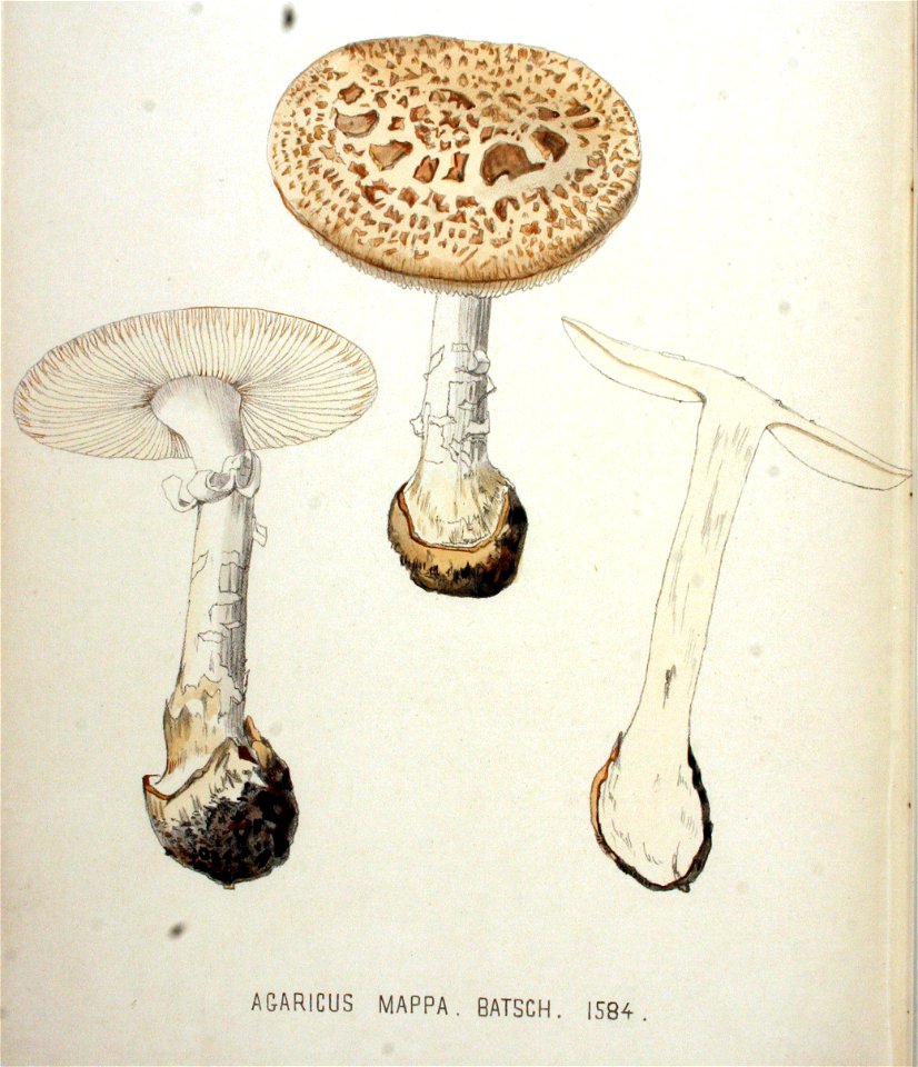 Agaricus mappa — Flora Batava — Volume v20