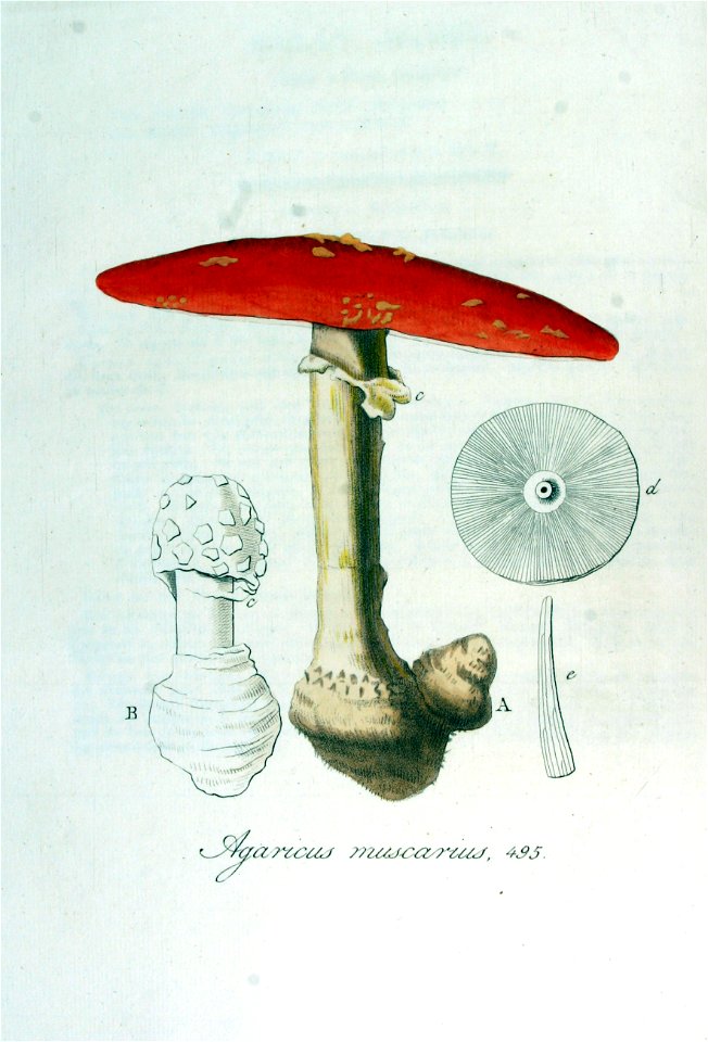 Agaricus muscarius — Flora Batava — Volume v7