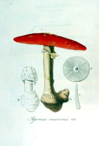 Agaricus muscarius — Flora Batava — Volume v7