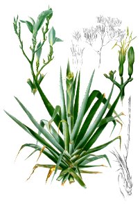 Agave sp Blanco1.96-cropped
