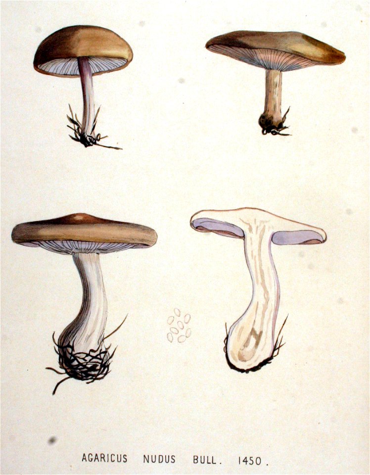 Agaricus nudus — Flora Batava — Volume v19