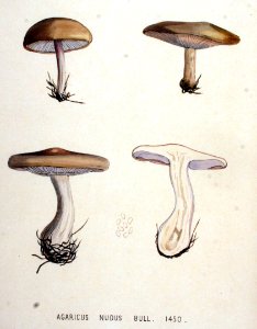 Agaricus nudus — Flora Batava — Volume v19