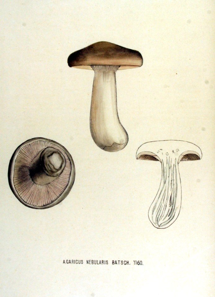 Agaricus nebularis — Flora Batava — Volume v15
