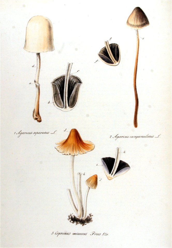 Agaricus campanulatus — Flora Batava — Volume v11