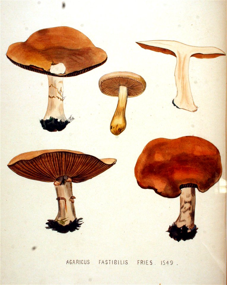 Agaricus fastibilis — Flora Batava — Volume v20