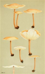 Agaricus dryophilus - Cooke